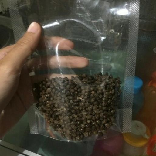 

Murah Biji Pepaya Kering - Biji Pepaya Herbal Alami