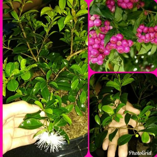 Bibit Tanaman Jambu Air Lili Pili Atau Lily Pily Berbunga Siap Berbuah