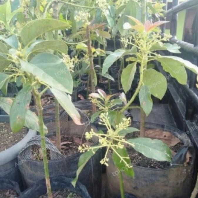 Bibit Tanaman Buah Alpukat Aligator Berbunga/Pohon Alpukat Alligator