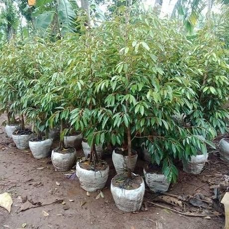 Bibit tanaman durian bawor,duri hitam,montong,musangking batang besar