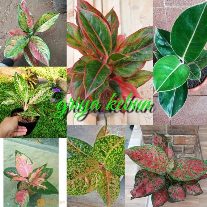 paket 7 jenis tanaman hias aglonema - bibit bunga aglonema