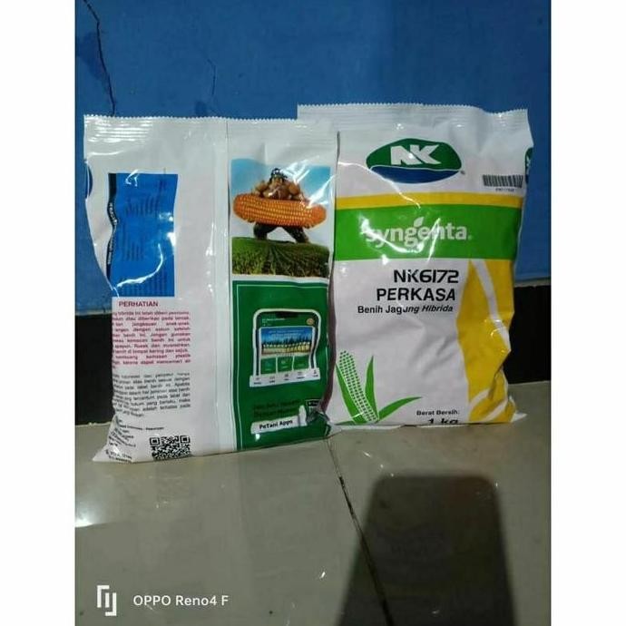 Benih Jagung Perkasa 1 KG Benih Jagung Hibrida Nk 6172 Perkasa 1kg Benih Jagung Super Unggul Warna K