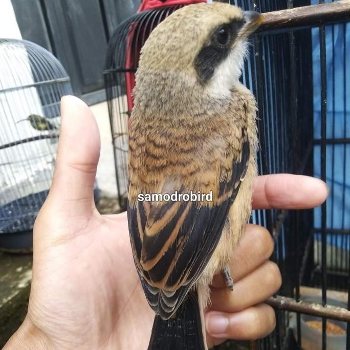 burung pentet anakan blangkon
