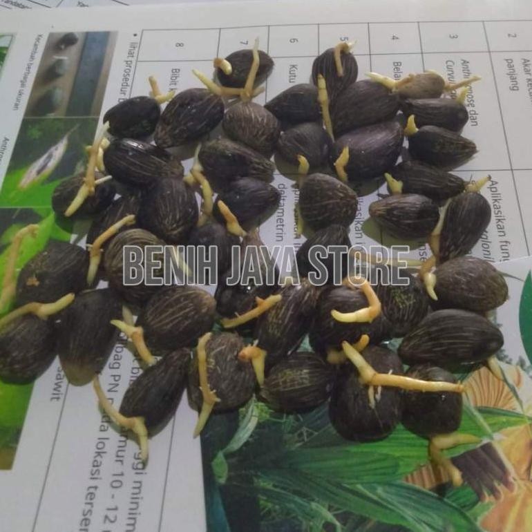 benih Bibit sawit unggul bersertifikat