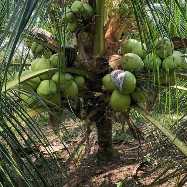 Bibit Kelapa Wulung Asli // bibit kelapa ijo Wulung // bibit kelapa