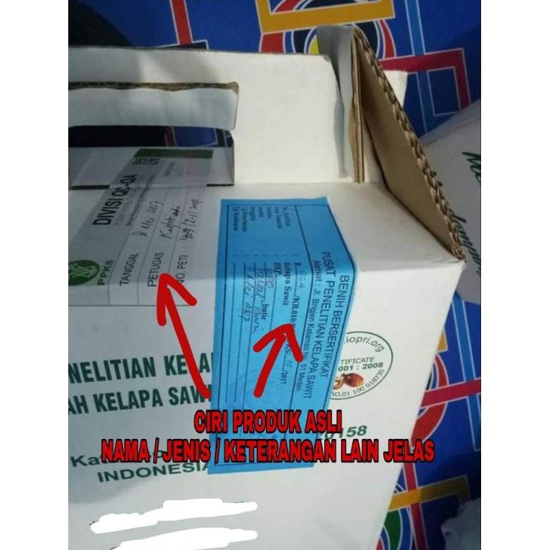 Bibit kelapa sawit pelepah pendek marihat asli hybrit dxp costarika kecambah kelapa sawit  benih saw
