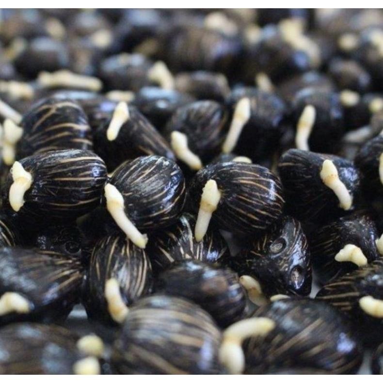 Benih Sawit Original DXP  PPKS YANGAMBI BERSERTIFIKAT ASLI