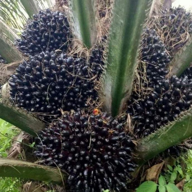 Bibit Benih Kecambah Sawit PPKS YANGAMBI (150 BUTIR)