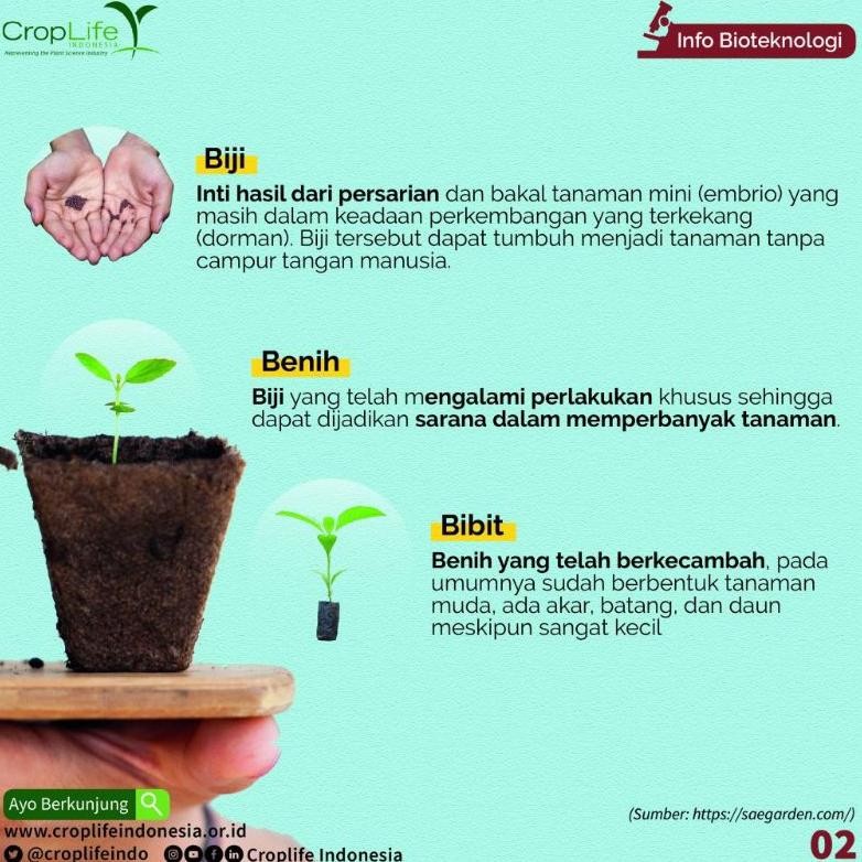 BENIH POLONG KECAMBAH SAWIT ORIGINAL TOPAZ