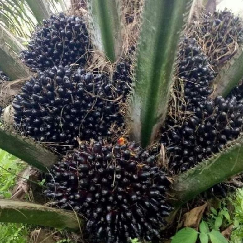 Bibit Benih Kecambah kelapa Sawit Dxp Sriwijaya 5 (150 butir)