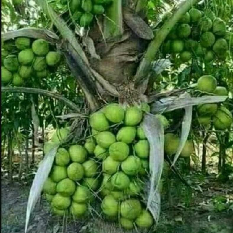 Bibit kelapa gading hibrida hijau