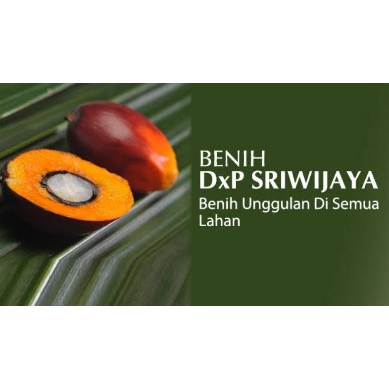 bibit sawit dxp Sriwijaya 6 isi 250 butir