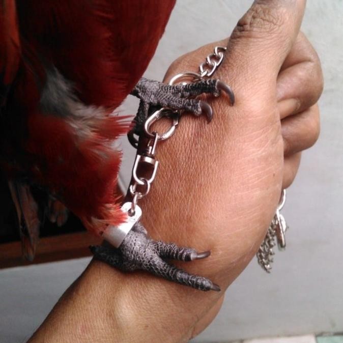 Rantai burung nuri,sun conure,dll