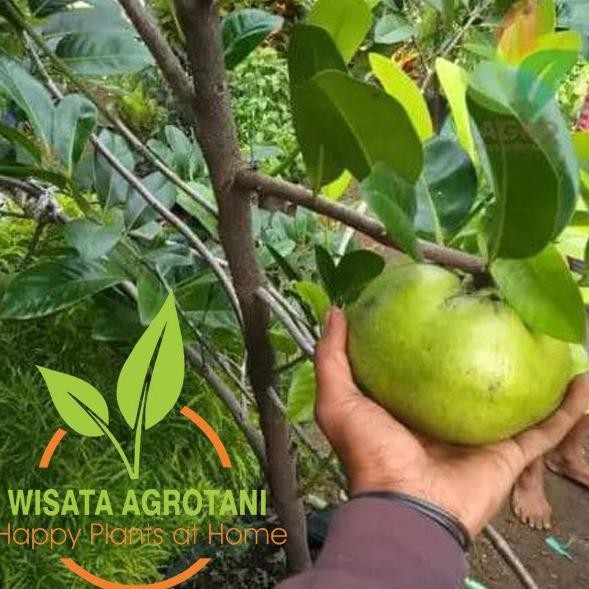 Bibit Black Sapote Okulasi Tanaman Buah Black Sapote Asli Okulasi BARANG SUPER