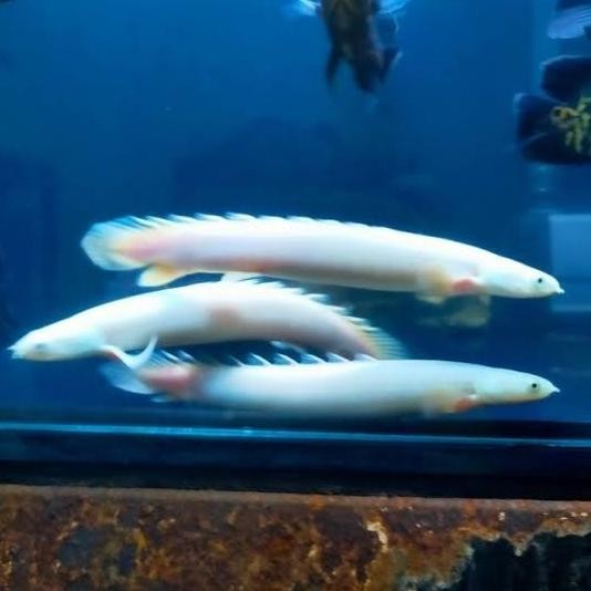 Terlaris Ikan Leucistic /Ikan Tank Mate /Predator Fish/Ikan Dasar/Air Tawar