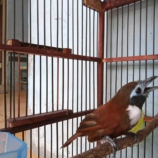 ready Burung Tepus Kalung Putih Gacor