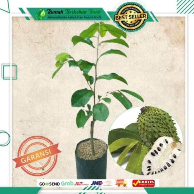 Bibit Sirsak Madu Jumbo Tanaman Buah Sirsat R Okulasi Cangkok BARANG SUPER