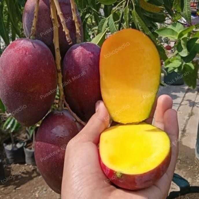 Bibit Tanaman Buah Mangga Irwin 1 Meter-Pohon Mangga Irwin 1 Meter BARANG SUPER