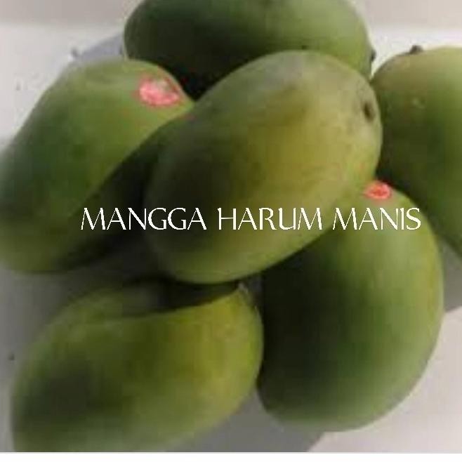 

Promo Mangga Harum Manis Spesial Promo Per 3Kg