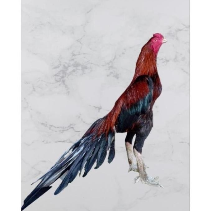 

TELUR VERTIL AYAM BANGKOK EKOR LIDI