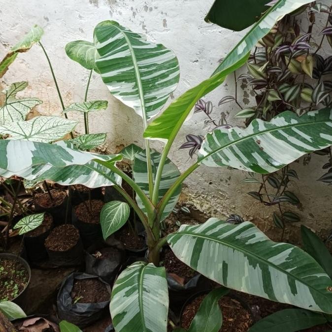 Terlaris Bibit Tanaman Hias Buah Pisang Varigata Cantik dan Unik