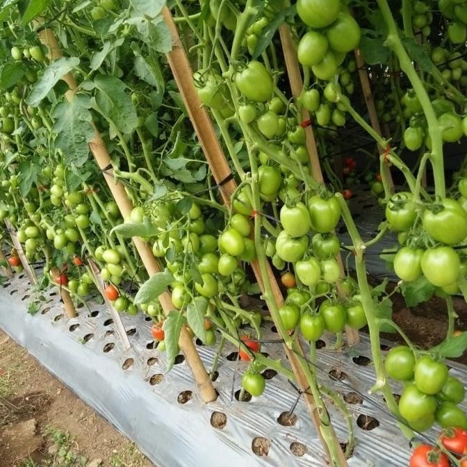 Terlaris Benih Tomat Latansa - Bibit Tanaman Tomat Buah Lebat - Biji