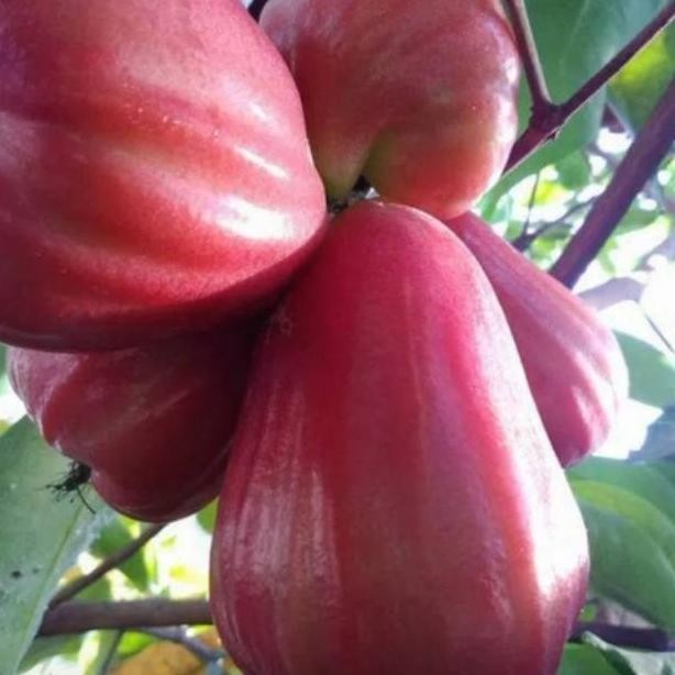 Bibit Jambu Thongsamsi MMMM