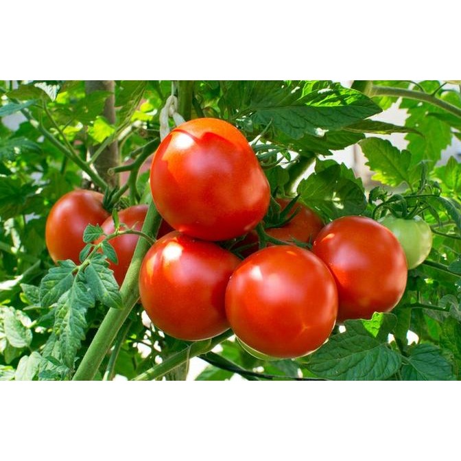 Terlaris Bibit Tanaman Buah - Tomat Merah / Tomat Sayur UNGGULAN