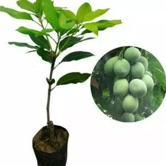 BIBIT MANGGA MADU HASIL CANGKOK BERBUAH BANYAK MELAYANI COD BIJI BUAH