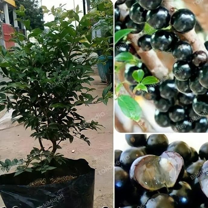 Terlaris Bibit Buah Anggur Pohon Brazil Preco Tinggi 50cm Siap Berbuah