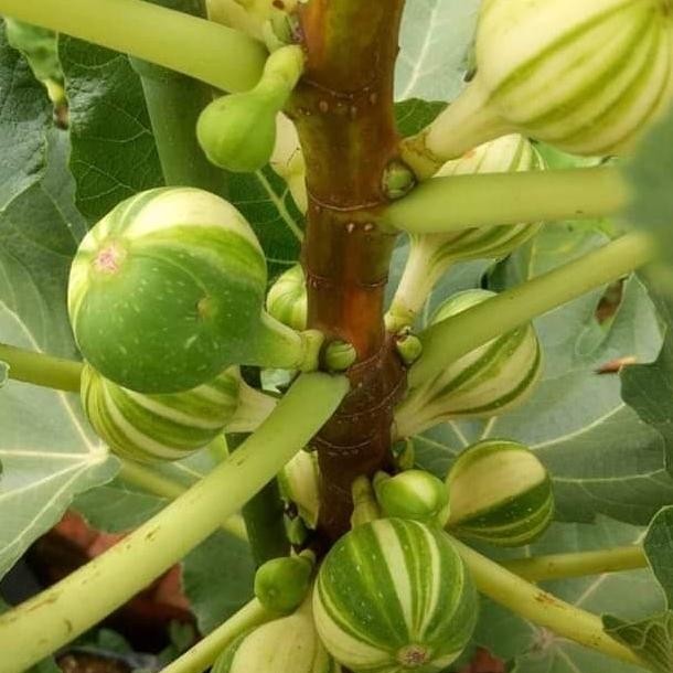 Terlaris POHON TIN ARA PANACHE TIGER. BUAH BELANG JUMBO UNGGULAN
