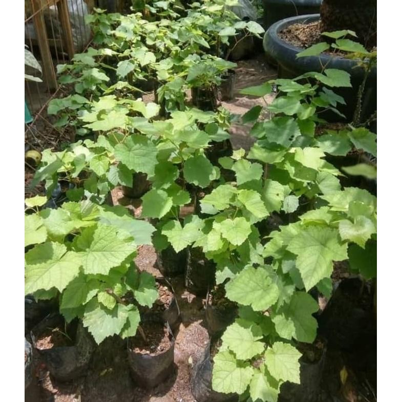 Terlaris Bibit Buah / Benih Buah Berkwalitas Bibit Tanaman Anggur