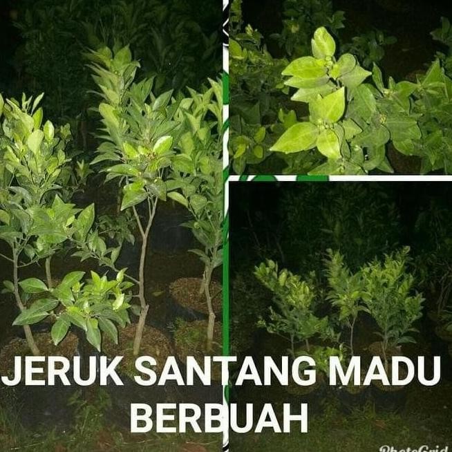 BIBIT JERUK SANTANG MADU ASLI BERBUAH BESAR HASIL CANGKOK POHON BUAH