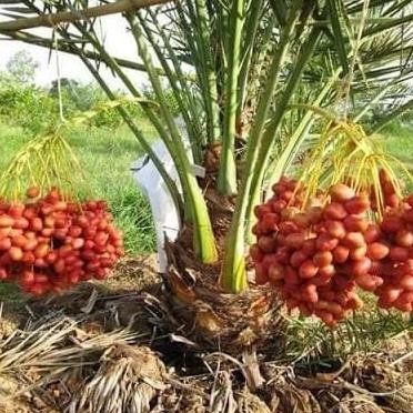 Bibit Tanaman Buah Kurma Thailand TOPz