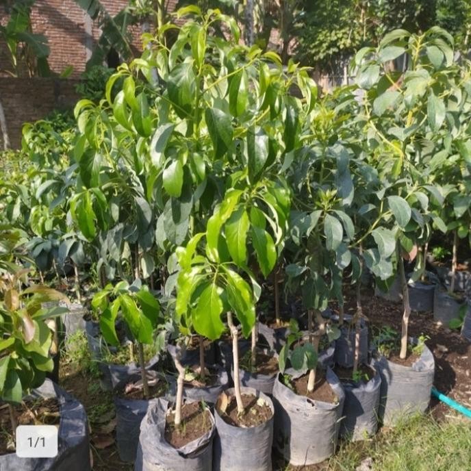 Terlaris bibit tanaman buah alpukat tinggi 1 meter UNGGULAN