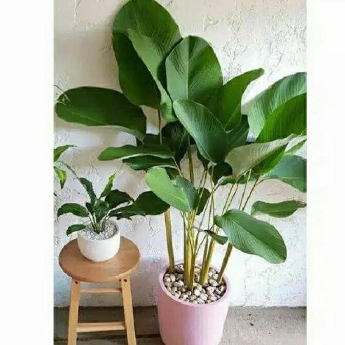 bibit calathea pisang - pisang pisangan calatea - pisang calatea KBVB1 ATX