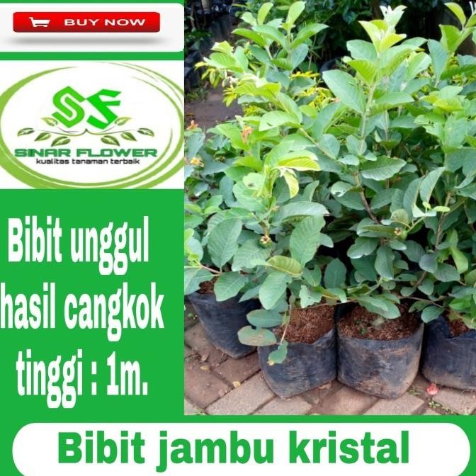bibit pohon jambu kristal/pohon buah/tanaman jambu kristal/benih jambu Aww