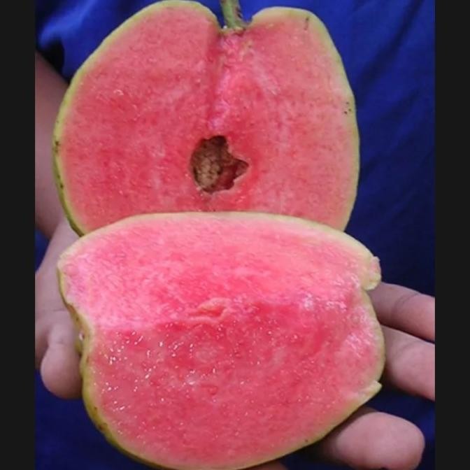 tanaman jambu kristal merah | pohon jambu kristal merah Aww