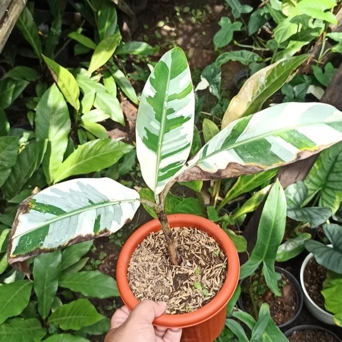 pisang musae florida variegata bibit AZZ