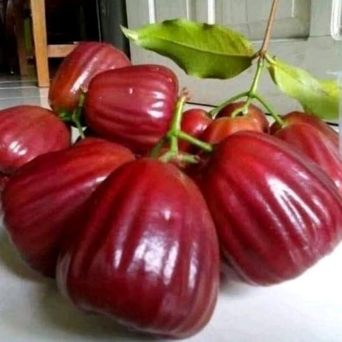 bibit tanaman buah jambu air dalhari pohon jambu air dalhari Aww