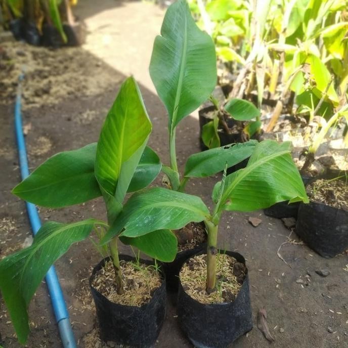 Bibit Tanaman Buah Pisang Candi MANTEEB sht11 NOW AZZ