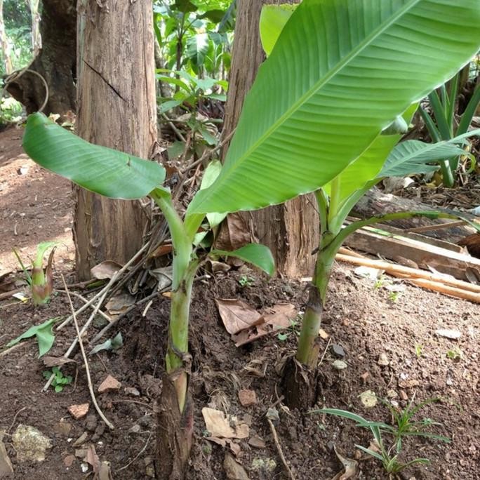 Bibit Pisang Raja Sereh//Pisang Raja Sereh AZZ