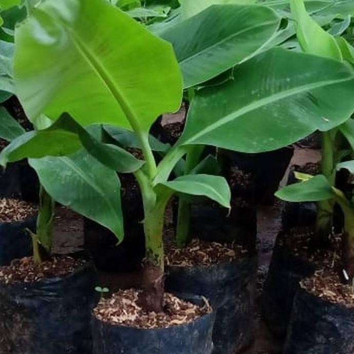 Bibit Tanaman Buah Pisang Giant Cavendish - Beli 3 gratis 1 AZZ