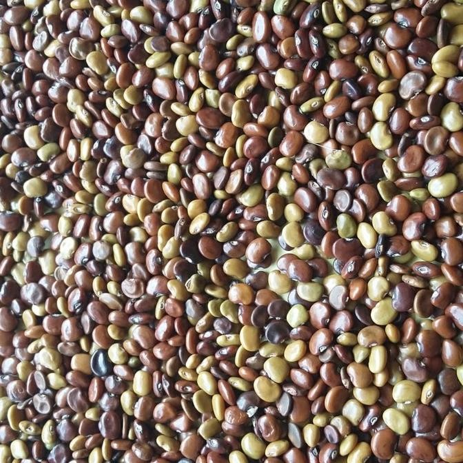 

Sale Kacang Kacangan Cc (Calopogonium Caeruleum)