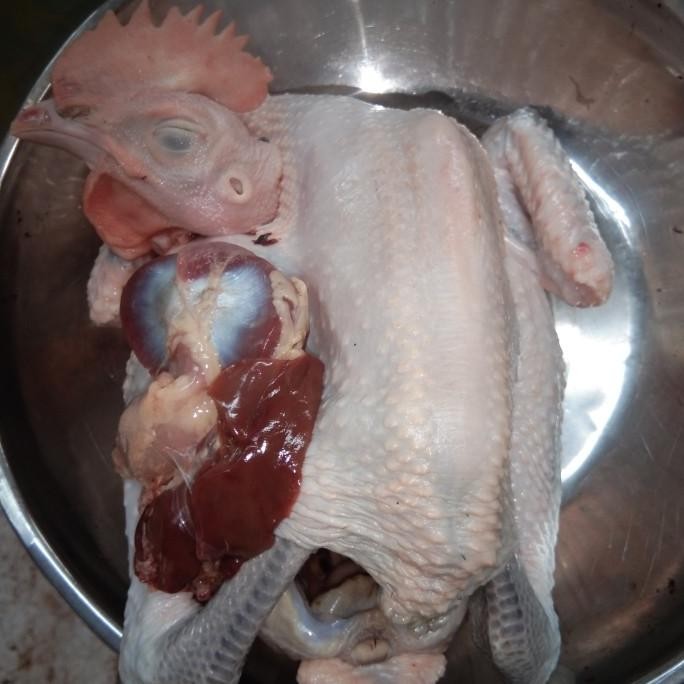 

Grosir Ayam Kampunng Satu Kg