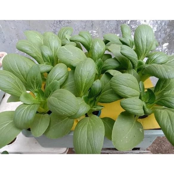 Paket Hidroponik 36 Lubang 3 Bak | Set Hidroponik | Hidroponik Pemula | Kit Hidroponik | Hidroponik