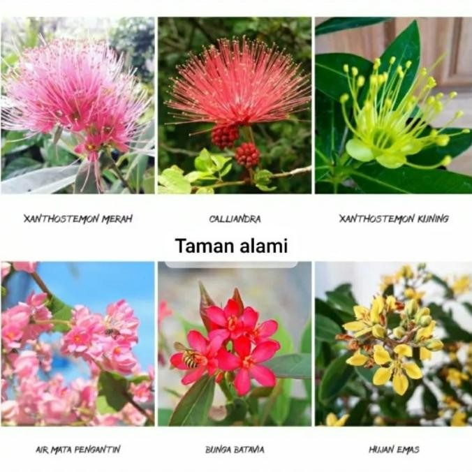 Paket 6 bunga santos lemon hujan mas air mata kaliandra batavia
