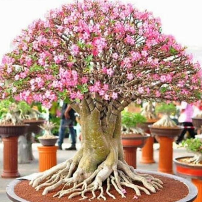 Benih / Bibit / Biji RCN Adenium Arabicum Rachinee 10 Biji