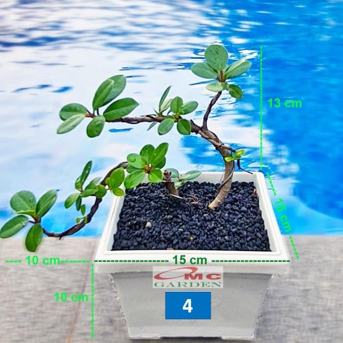 Tanaman Hias Pohon Bonsai Mame Beringin Korea Mini Dolar B-BK-010