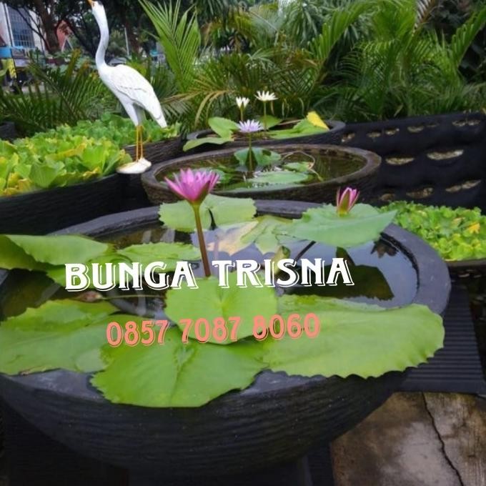 Pot bulat minimalis / pot teratai / pot tanaman air 50cm